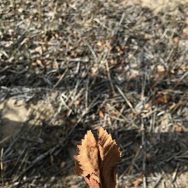 Betula occidentalis Fuelha