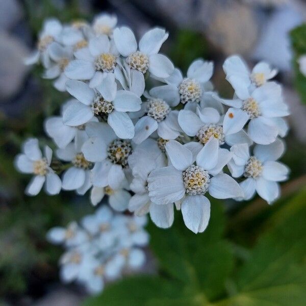 Achillea clavennae Kvet