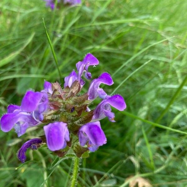 Prunella grandiflora Квітка