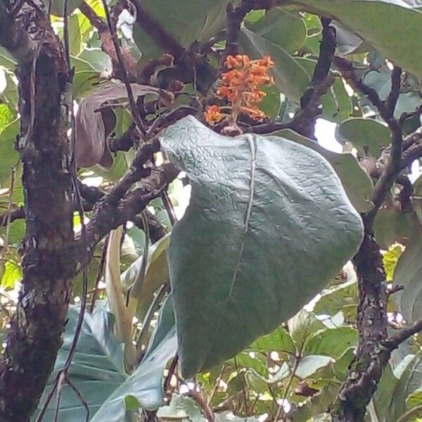 Byrsonima verbascifolia Flor