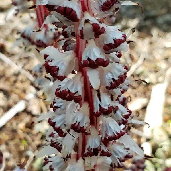 Allotropa virgata Flower