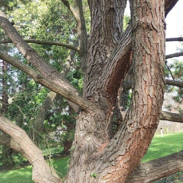 Pinus radiata बार्क (छाल)