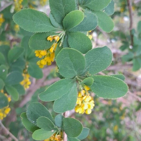 Berberis vulgaris 葉
