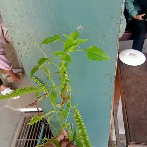 Acalypha indica Foglia