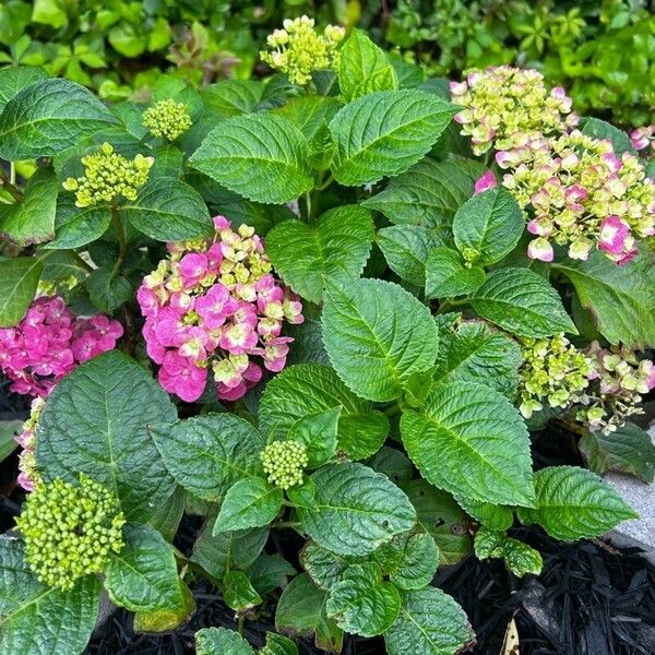 Hydrangea macrophylla Flower