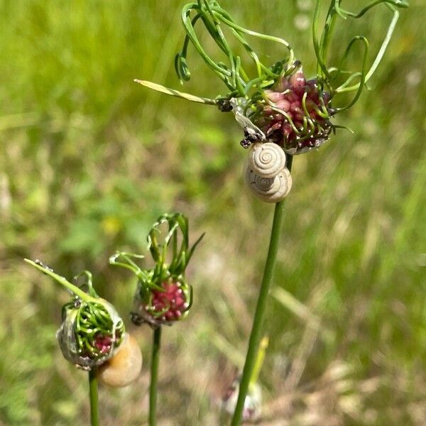 Allium vineale Λουλούδι