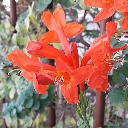 Tecomaria capensis