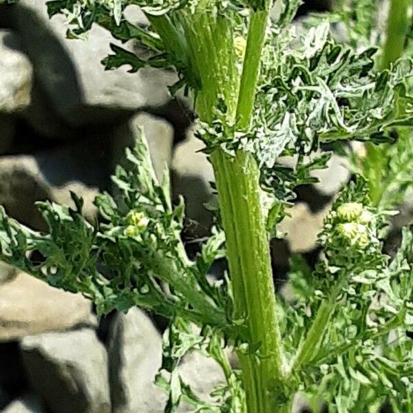 Senecio sylvaticus Bark