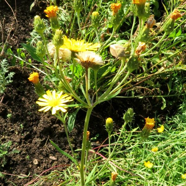 Hieracium umbellatum Hábitos