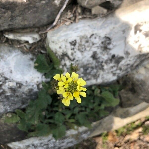 Rhamphospermum pubescens പുഷ്പം