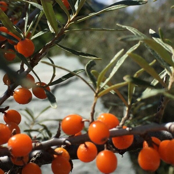 Hippophae rhamnoides Ffrwyth