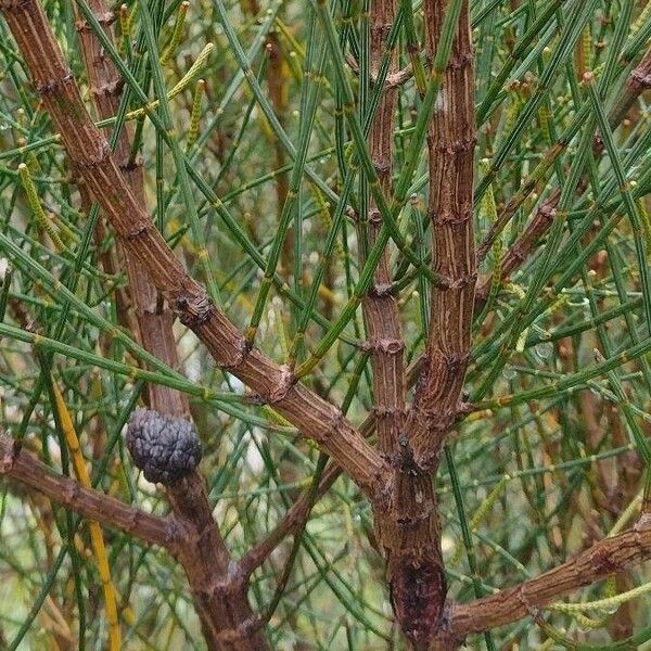 Allocasuarina distyla Bark