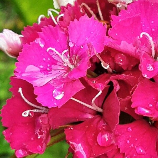 Dianthus barbatus Flower