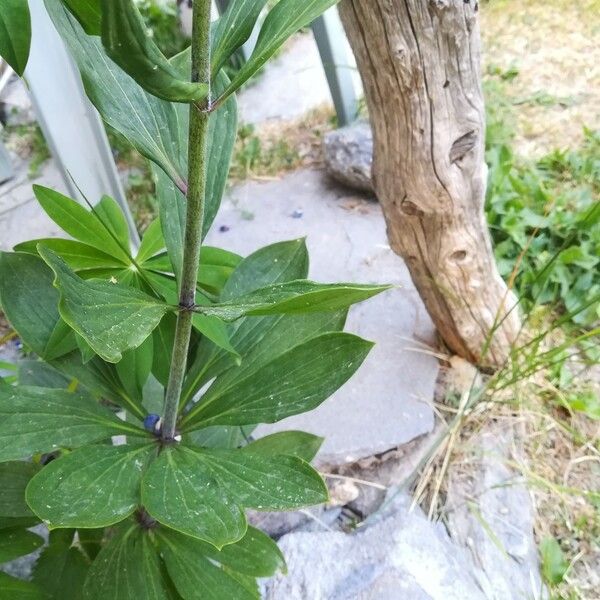 Lilium martagon Folha