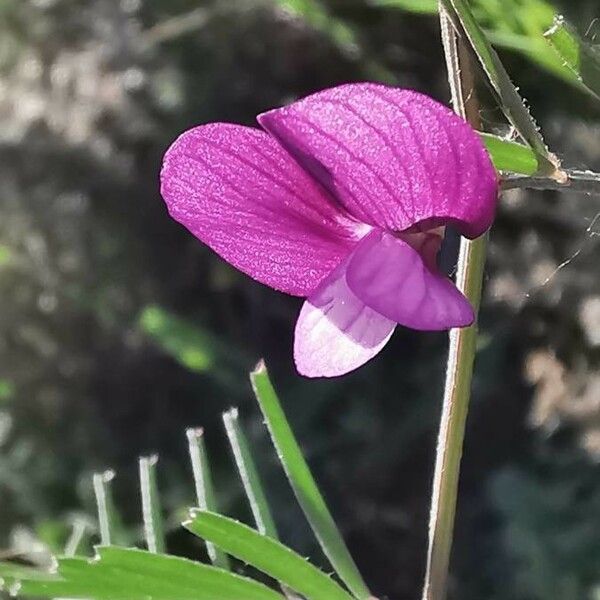 Vicia peregrina Kabuk