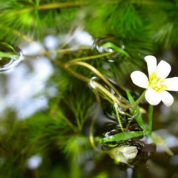 Cabomba caroliniana Blomst