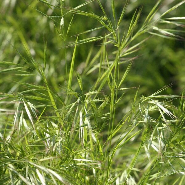 Bromus madritensis Flower