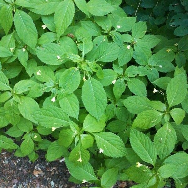 Impatiens parviflora Foglia