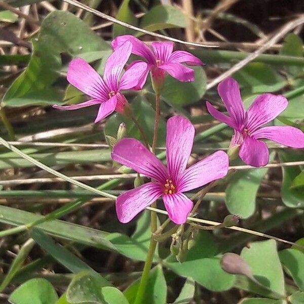 Oxalis articulata Цветок