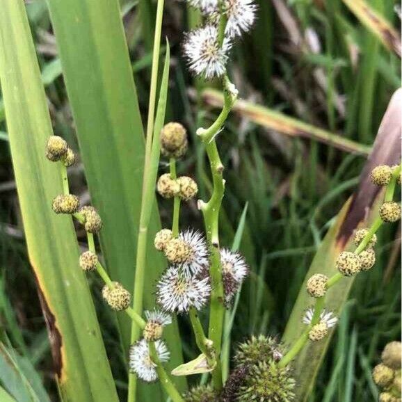 Sparganium erectum Flower