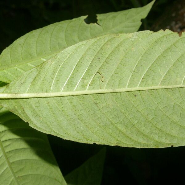 Psychotria berteroana Folio