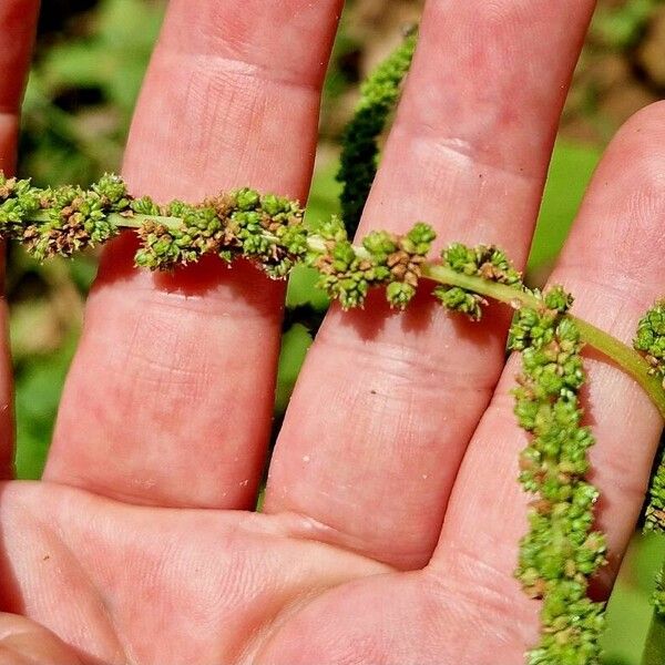 Amaranthus viridis Fruto