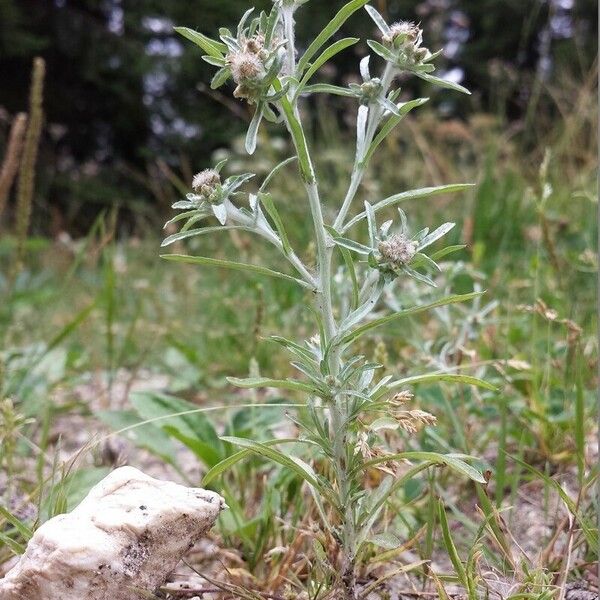 Gnaphalium uliginosum Feuille