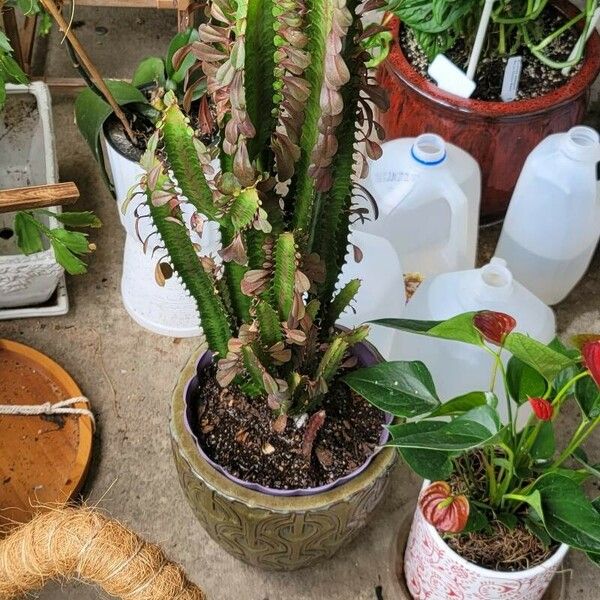 Euphorbia trigona Lapas