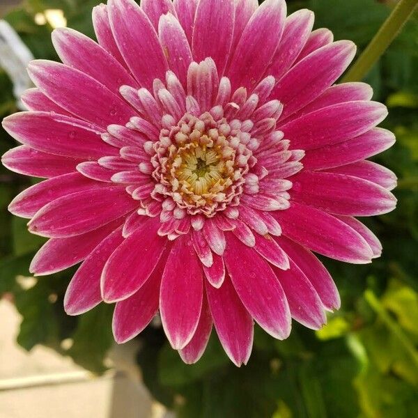 Gerbera leandrii 花