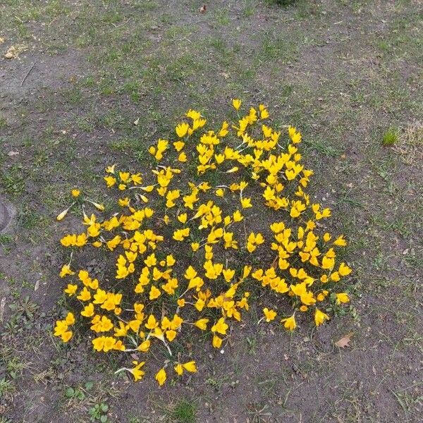 Crocus chrysanthus عادت