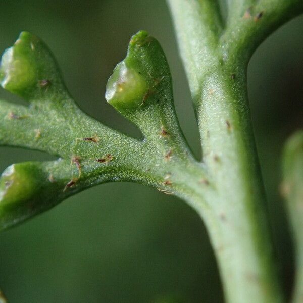 Asplenium theciferum Folha