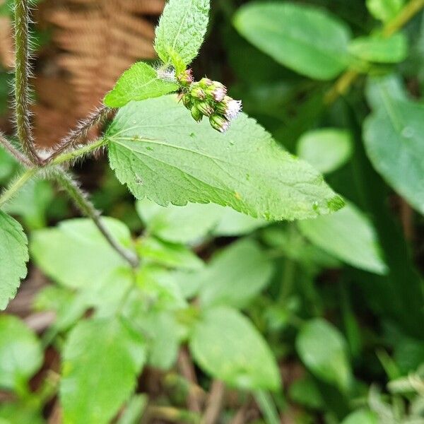 Ageratum conyzoides Blad