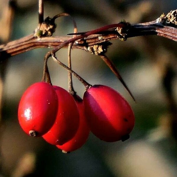 Berberis thunbergii Frukt