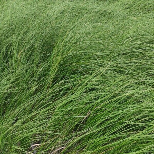 Carex lasiocarpa Yaprak