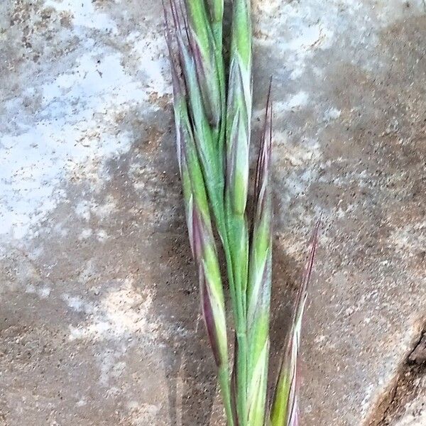 Festuca rubra Drugo