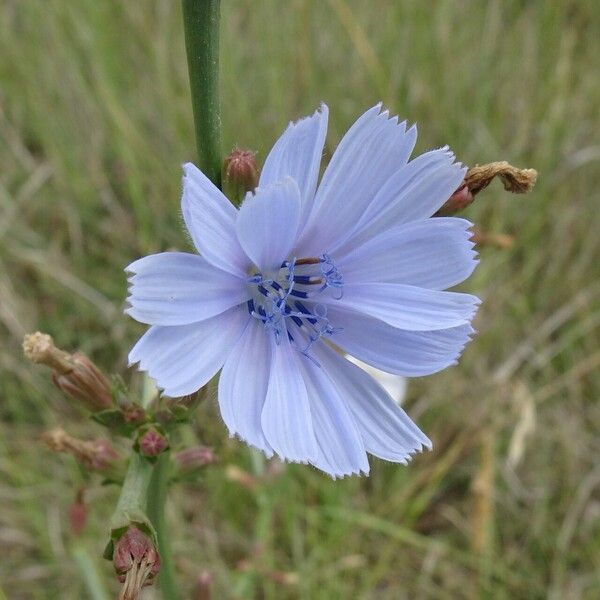 Cichorium intybus Flower