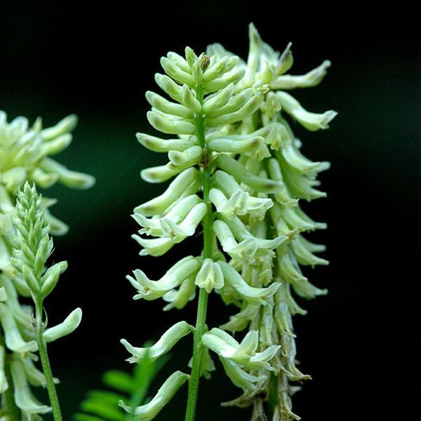 Astragalus canadensis Blomma