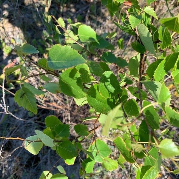 Betula occidentalis পাতা