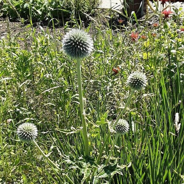 Echinops sphaerocephalus 花