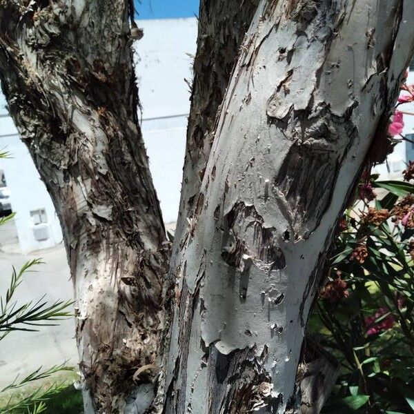 Melaleuca linariifolia Bark