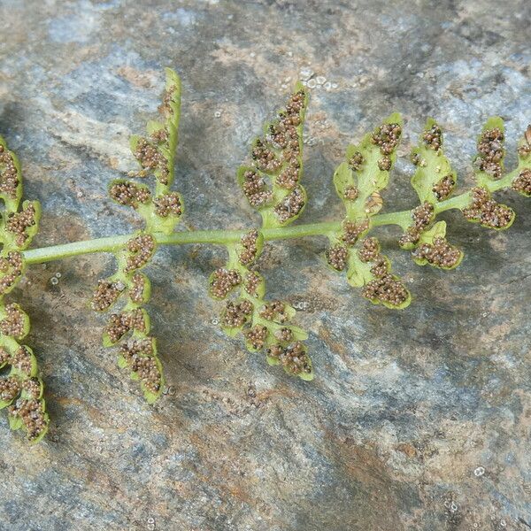 Cystopteris fragilis Fruit