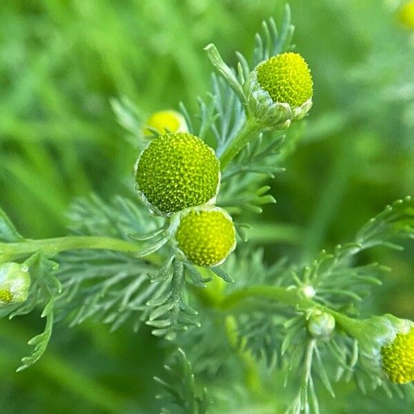 Matricaria discoidea Кветка