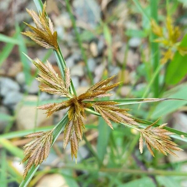 Cyperus polystachyos Kvet