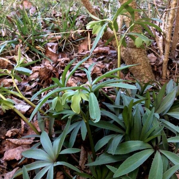 Helleborus viridis Habit