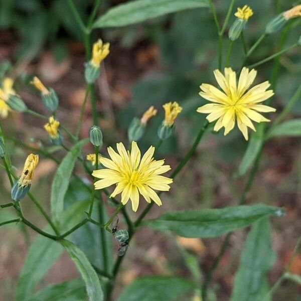 Lapsana communis Fiore