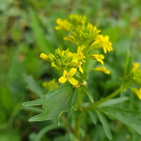 Barbarea vulgaris 花