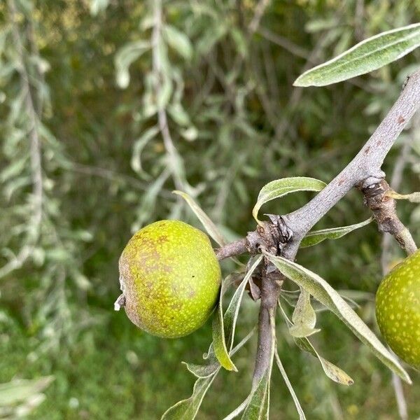 Pyrus salicifolia Fruit