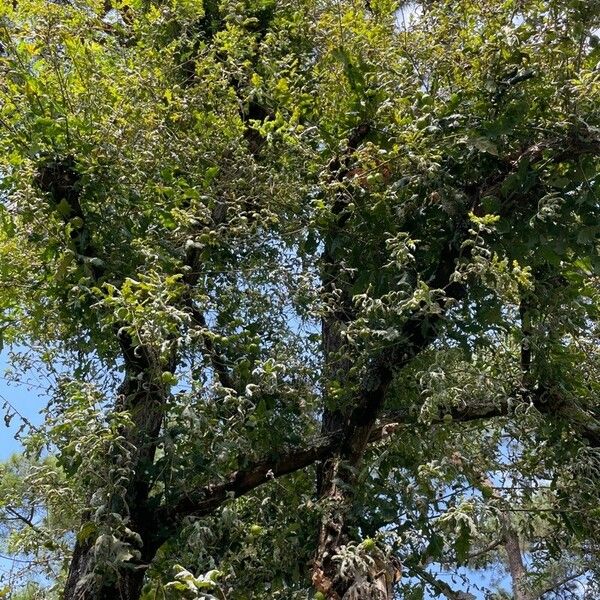 Quercus pyrenaica Habitus