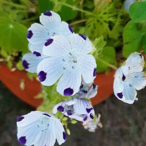 Nemophila maculata Flower