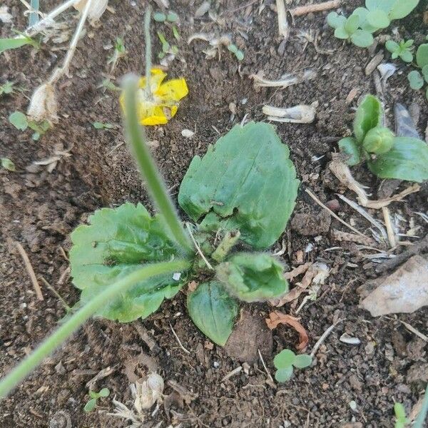 Ranunculus bullatus Blatt